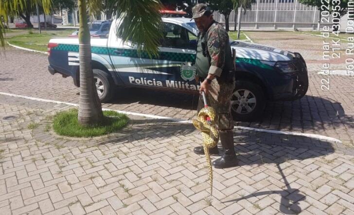 Divulgação
