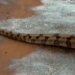 Moradores registraram passagem do animal.