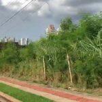 Matagal em terrenos abandonados em área nobre da Capital.