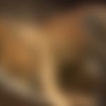 Animal já estava em estado de decomposição.