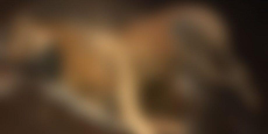 Animal já estava em estado de decomposição.
