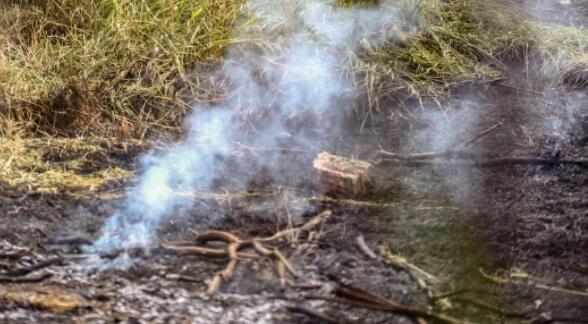 Funcionários tentam exterminar insetos e causam incêndio no Parque dos Poderes