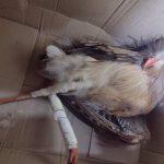 Ave foi atendida em hospital veterinário de Dourados