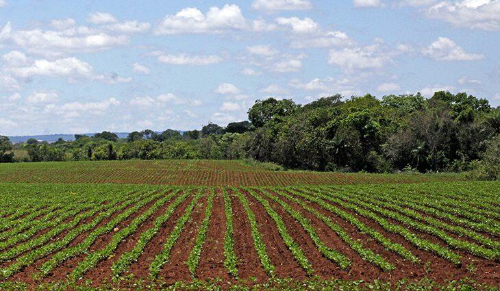 Plantio de soja no interior de Mato Grosso do Sul