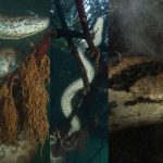 Sucuris-verdes impressionaram fotógrafo internacional no Pantanal de Mato Grosso do Sul