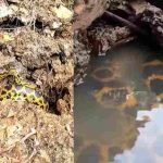 Primeira cobra foi vista em barranco e a outra a poucos metros