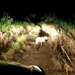 Onça-parda foi encontrada em residência na quarta-feira (9).