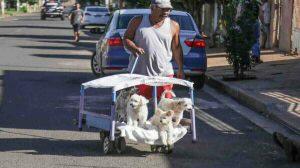 Rico passeia com pets e usa carrinho especial em Campo Grande