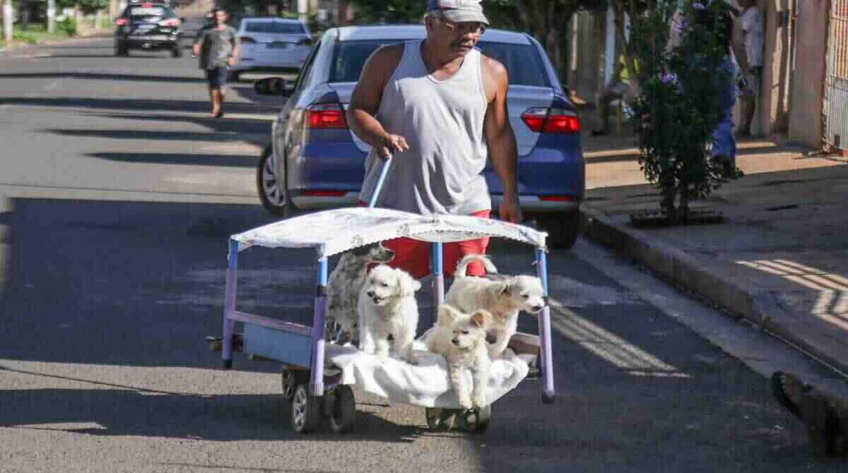 Rico passeia com pets e usa carrinho especial em Campo Grande