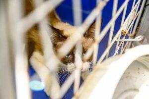 Castração de cães e gatos