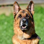 Cães de guarda podem se aposentar em MS