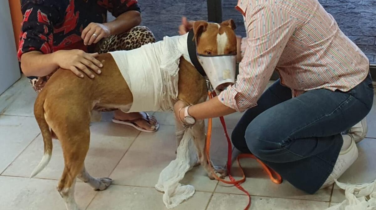 Thor, cão arrastado