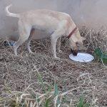 Moradores cachorra abandonada