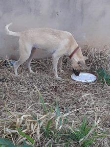 Moradores cachorra abandonada