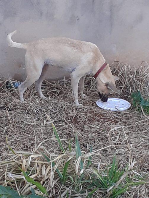 Moradores cachorra abandonada