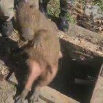 capivara