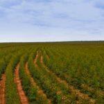 Setor florestal