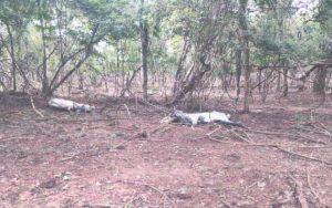 Pecuarista deixou animais sem alimento por várias semanas. Foto: Reprodução