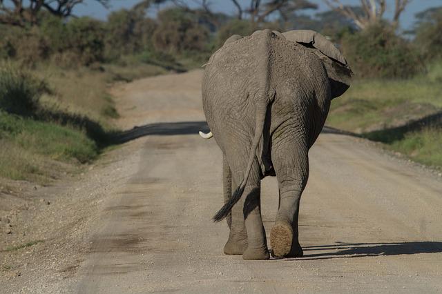 elefante Índia