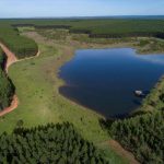 celulose plantação de eucalipto