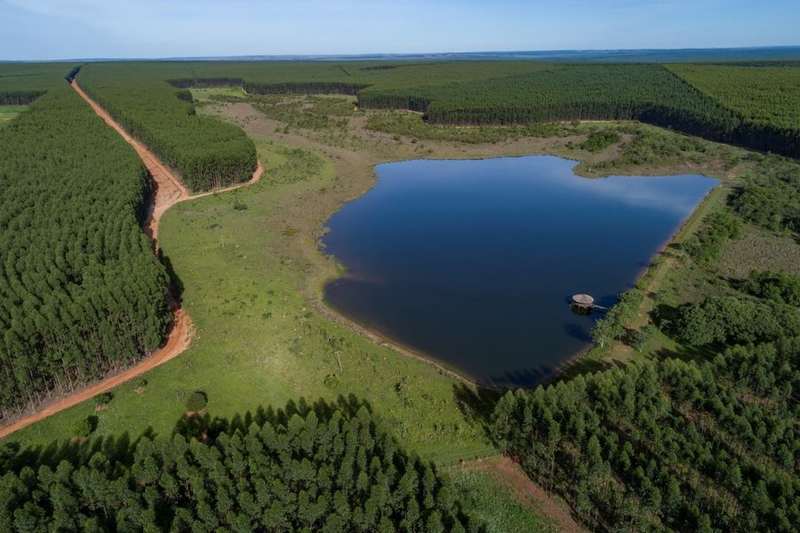 celulose plantação de eucalipto