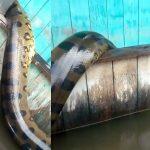 sucuri de 6 metros morta