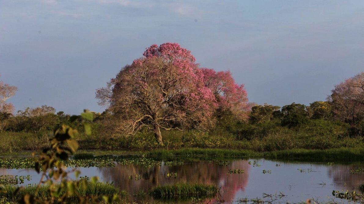 Pantanal