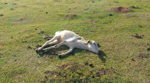 animais mortos de fome