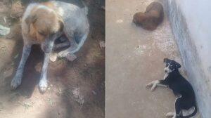 cães abandonados