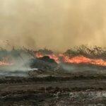 incêndio pantanal cerrado