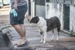 cachorro cãominhada