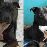 pitbull