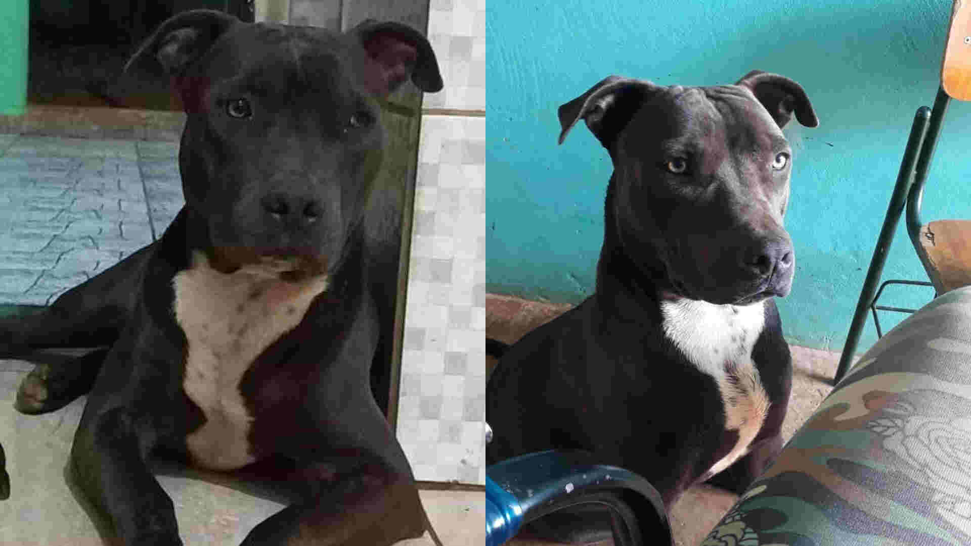 pitbull