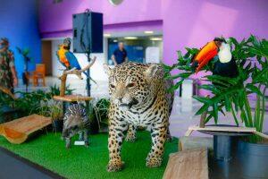 onça e animais taxidermizados