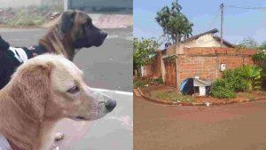 Animais