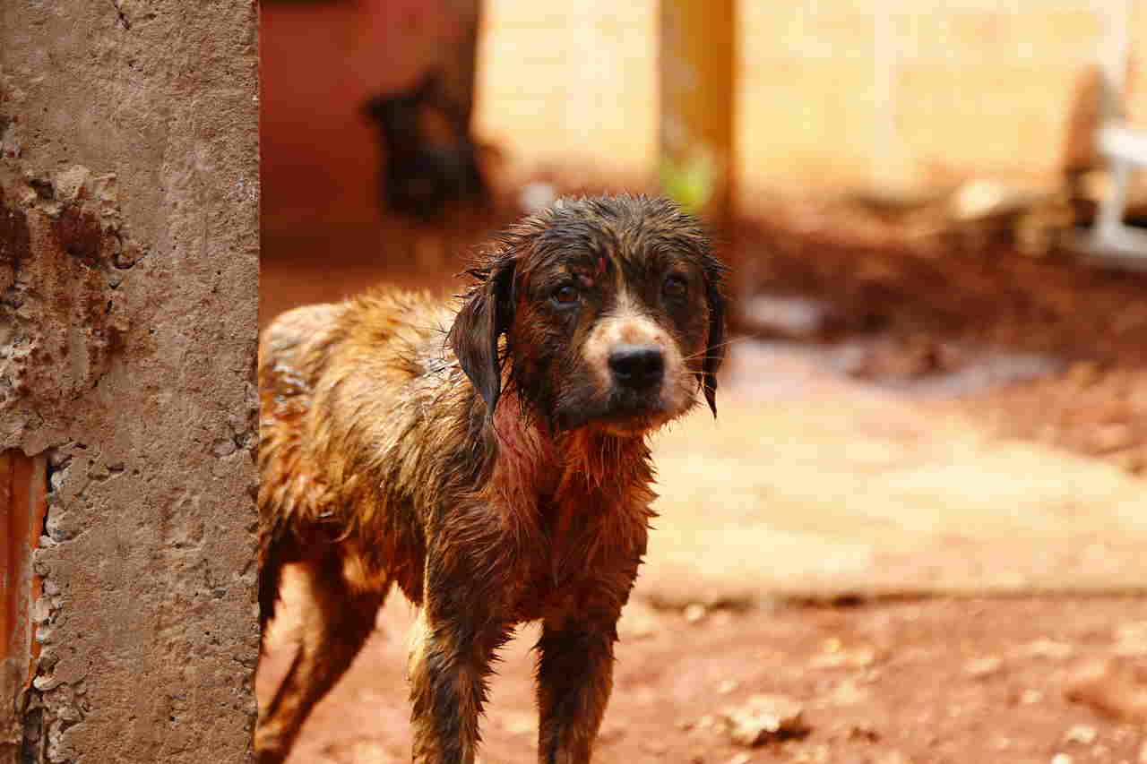 maus-tratos cachorro
