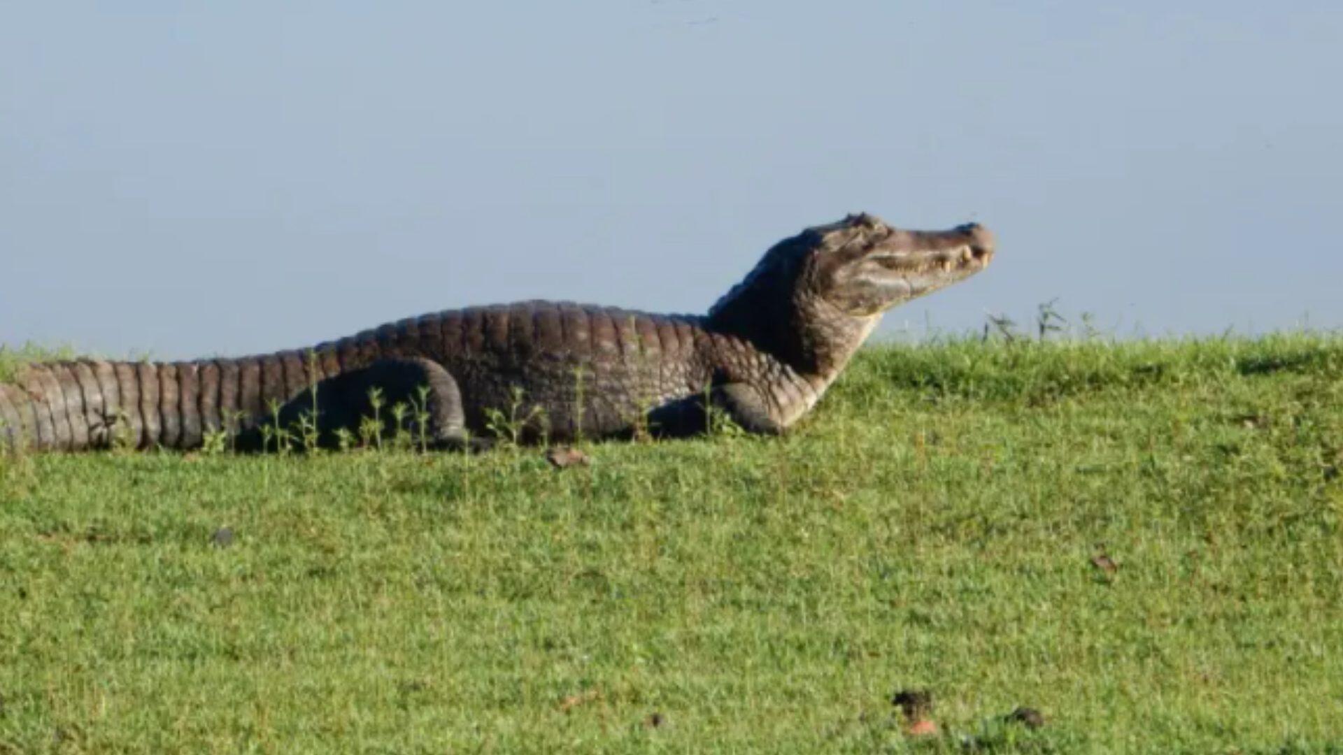 campo grande