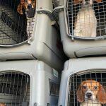beagles