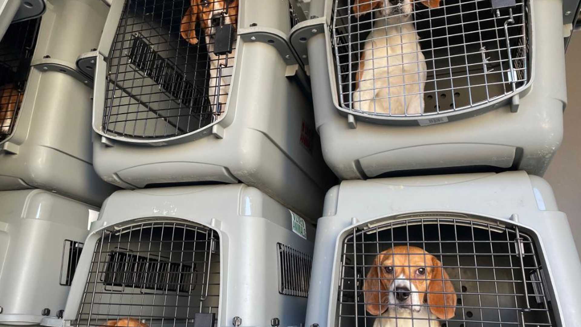 beagles