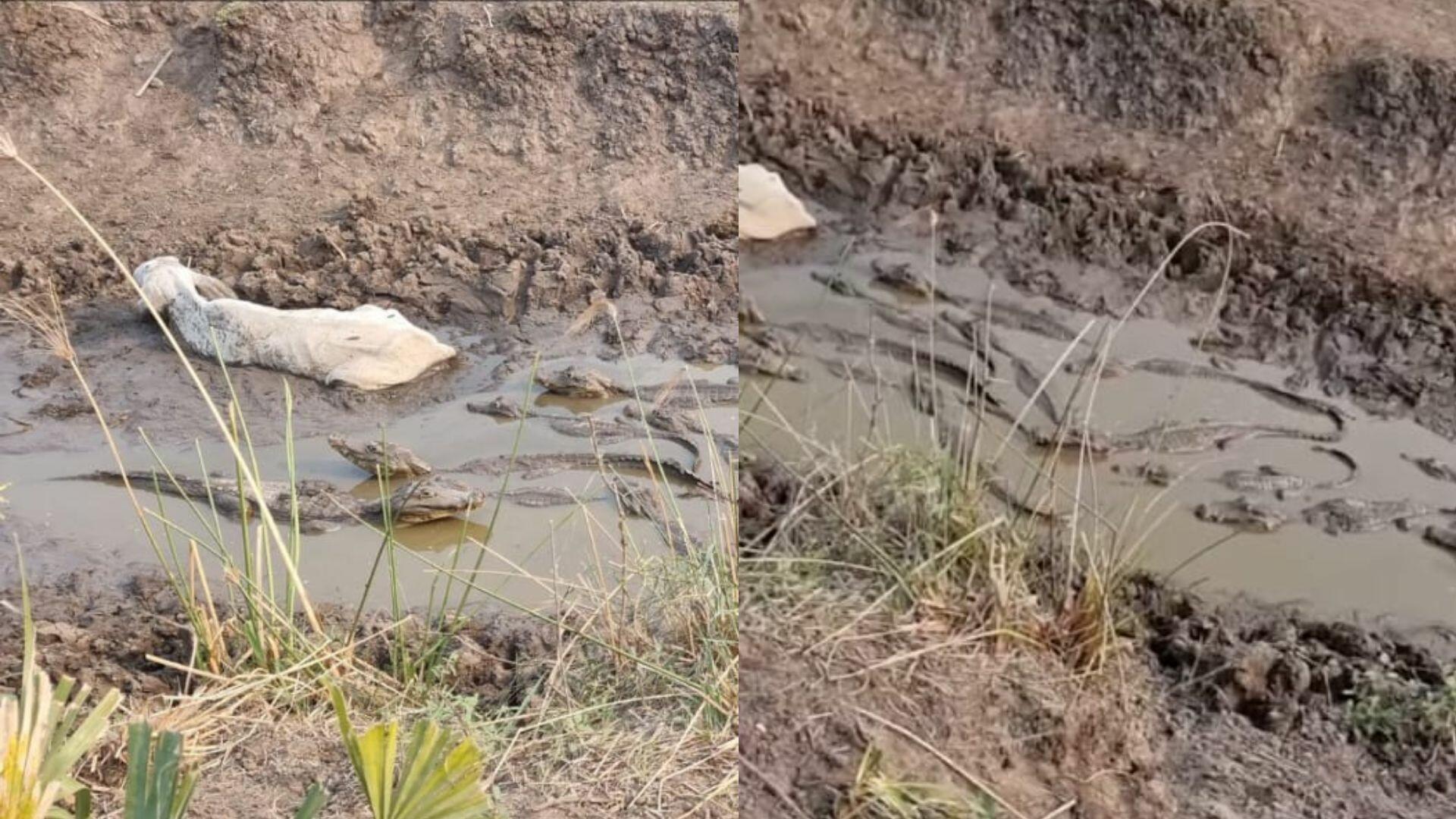 seca pantanal