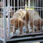 animais