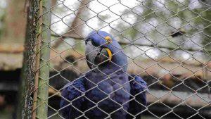 Centro de Reabilitação de Animais Silvestres