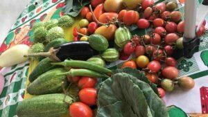 ALIMENTOS Colheita de horta doméstica