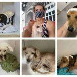 ong fiel amigo animais