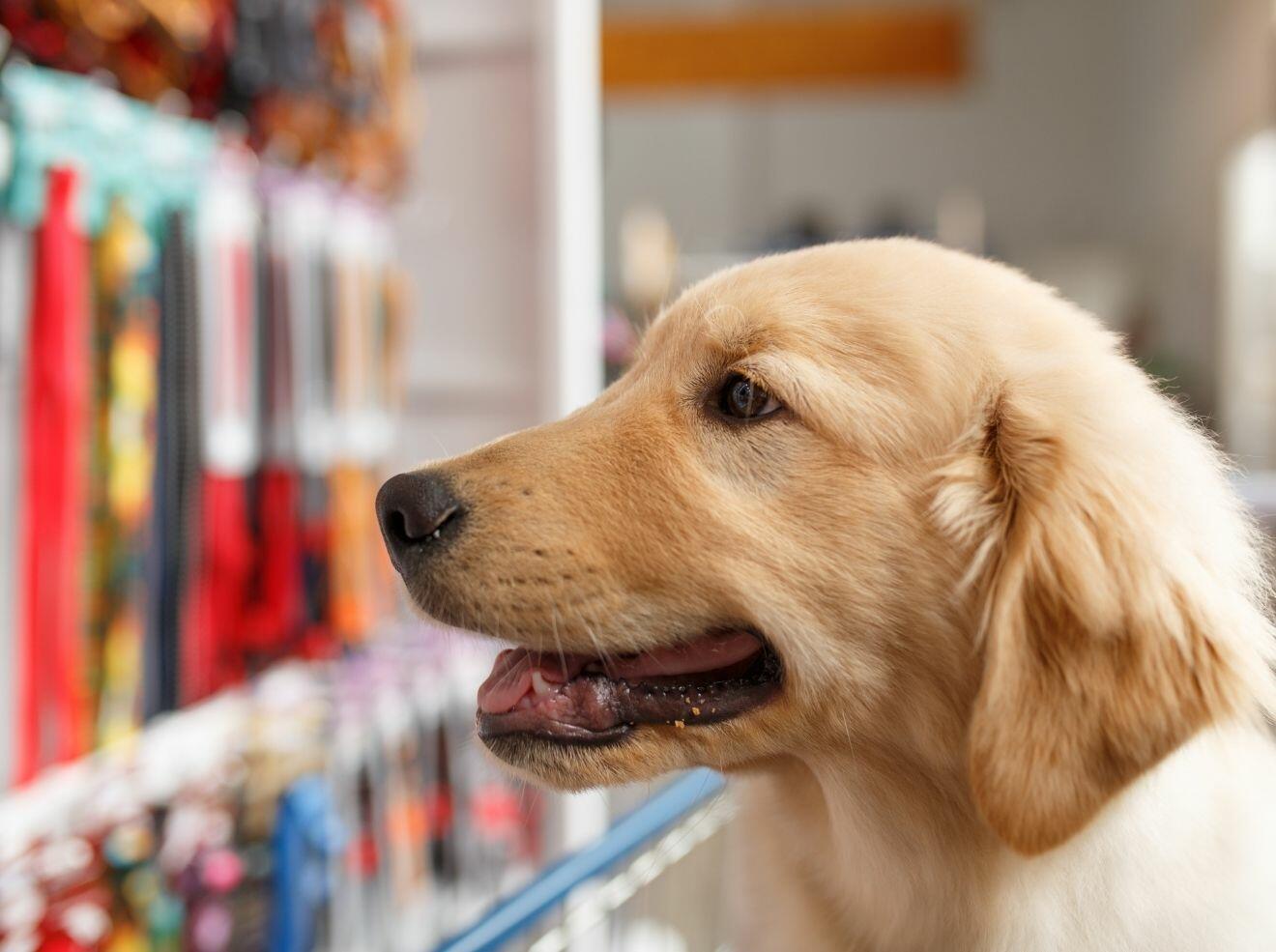 petshop