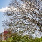 Céu