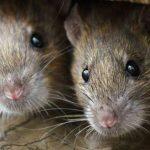 ratos drogas
