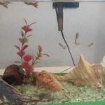 peixes queda de energia 2
