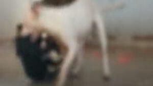Pitbull mata cachorro