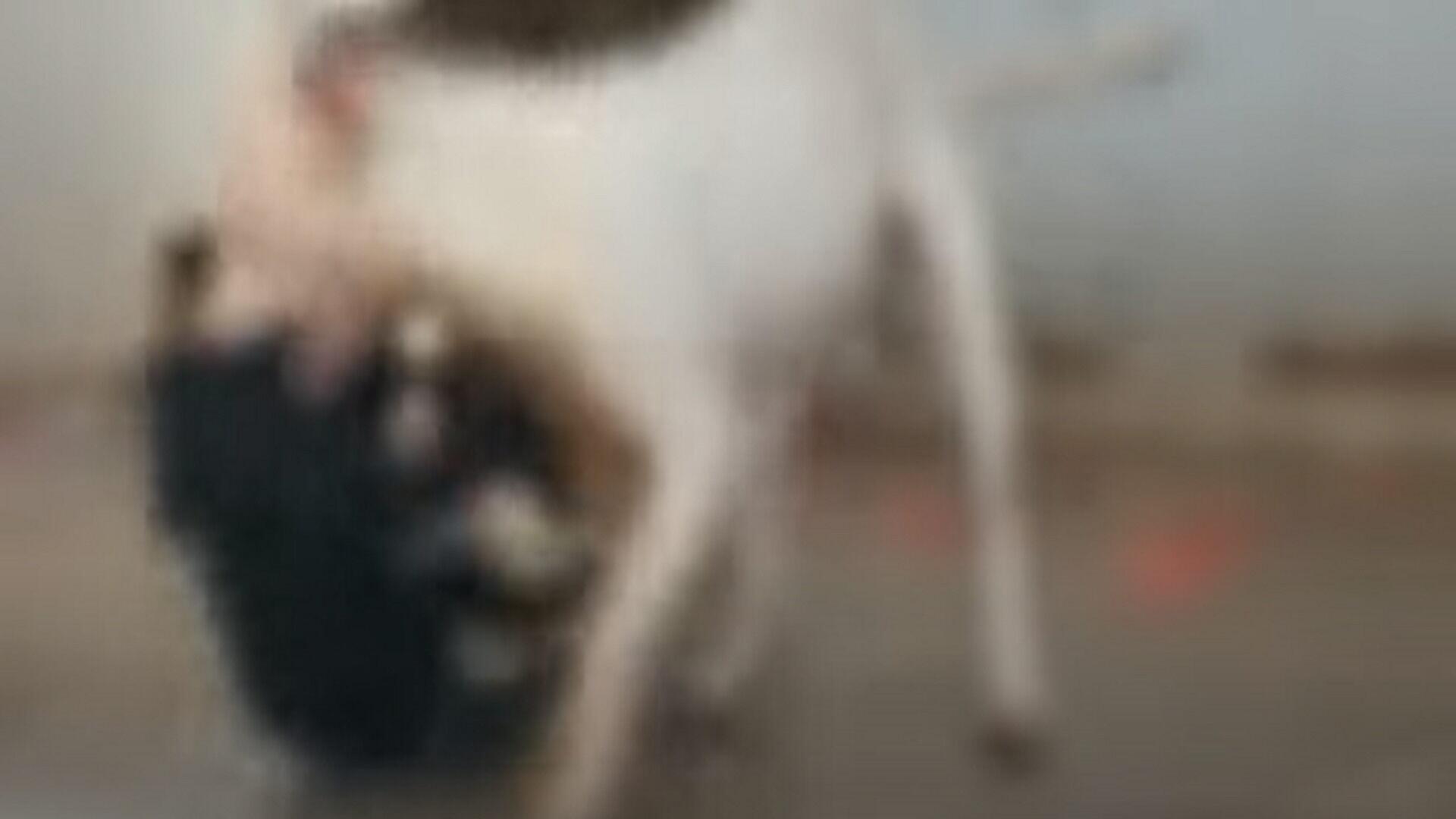 Pitbull mata cachorro